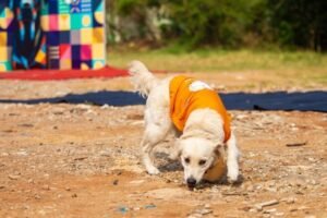 Pawsome Heroes 14
