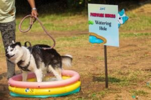 Pawsome Heroes 12