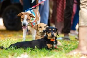 Pawsome Heroes 15